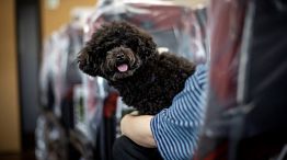 Los perros pudieron viajar sentados con sus dueños en el tren bala en Japón.