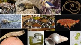 Desde el año 1500, la Tierra podría haber perdido entre el 7,5 y el 13% de los 2.000.000 millones de especies conocidas en el planeta,