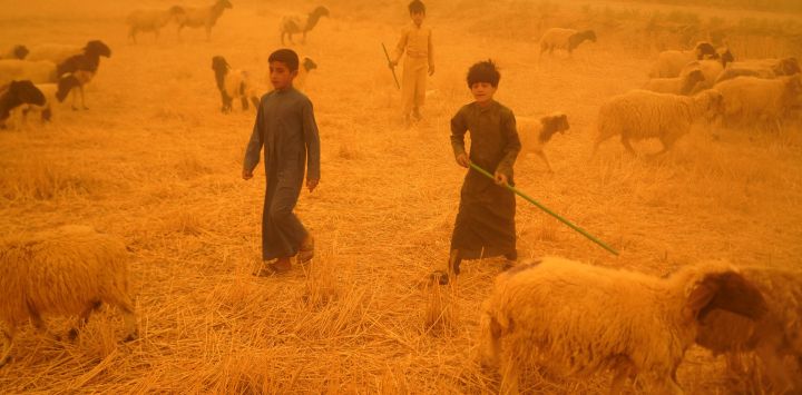 Pastores beduinos cuyos animales tienen prohibida la entrada en la gobernación de Nayaf debido a la propagación de la fiebre hemorrágica de Crimea-Congo, caminan junto a su rebaño de pastoreo en la zona de al-Henniyah, a las afueras de Nayaf, durante una tormenta de arena que barre el país.