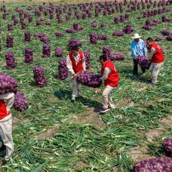 Los agricultores llevan bolsas de cebollas en un campo en Taizhou, en la provincia oriental china de Shandong. | Foto:AFP