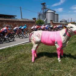 Un espectador sostiene un ternero envuelto en una cinta rosa, mientras el pelotón de ciclistas pasa durante la 14ª etapa de la carrera ciclista Giro 'Italia 2022, 147 kilómetros desde Santena a Turín. | Foto:Luca Bettini / AFP