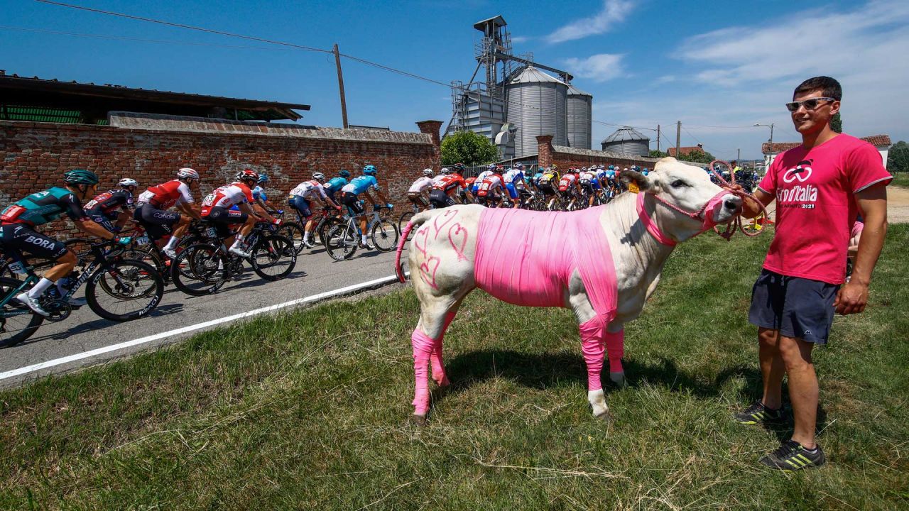 Un espectador sostiene un ternero envuelto en una cinta rosa, mientras el pelotón de ciclistas pasa durante la 14ª etapa de la carrera ciclista Giro 'Italia 2022, 147 kilómetros desde Santena a Turín. | Foto:Luca Bettini / AFP