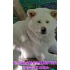 Especial raza AKITA INU 