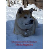 Especial raza AKITA INU