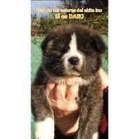 Especial raza AKITA INU