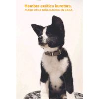 Especial raza AKITA INU