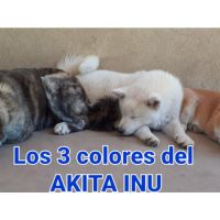 Especial raza AKITA INU