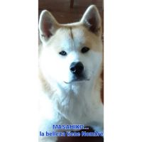 Especial raza AKITA INU