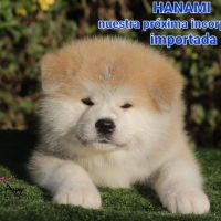 Especial raza AKITA INU