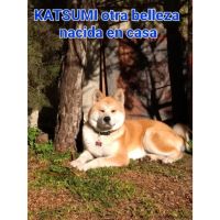 Especial raza AKITA INU
