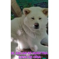 Especial raza AKITA INU