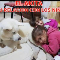 Especial raza AKITA INU