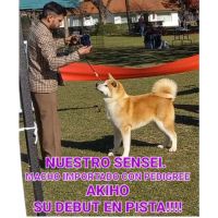 Especial raza AKITA INU