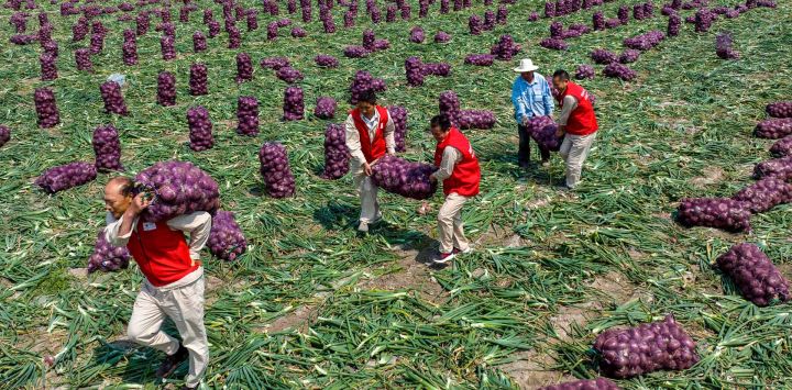 Los agricultores llevan bolsas de cebollas en un campo en Taizhou, en la provincia oriental china de Shandong.