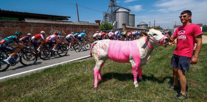 Un espectador sostiene un ternero envuelto en una cinta rosa, mientras el pelotón de ciclistas pasa durante la 14ª etapa de la carrera ciclista Giro 'Italia 2022, 147 kilómetros desde Santena a Turín.