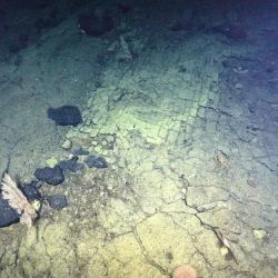 Fue descubierto en la cima de la montaña submarina de Nutka, que se encuentra a 1.000 metros de profundidad del océano