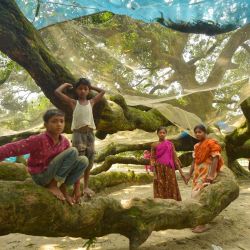 Imagen de niños jugando bajo un antiguo árbol de mango en Thakurgaon, Bangladesh. | Foto:Xinhua/Str