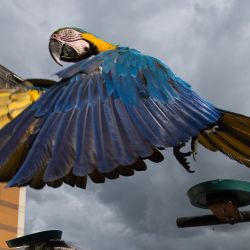 Imagen de una guacamaya volando sobre una terraza, en Caracas, Venezuela. Los habitantes de la capital venezolana han adoptado a las guacamayas como un símbolo de la ciudad a pesar de que las aves no son originarias de la zona y fueron introducidas mediante el mercado de aves silvestres. | Foto:Xinhua/Marcos Salgado