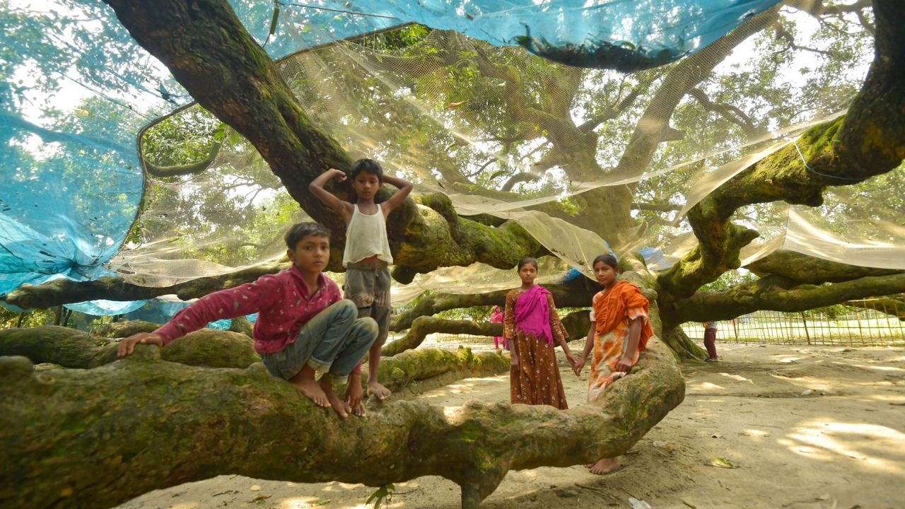 Imagen de niños jugando bajo un antiguo árbol de mango en Thakurgaon, Bangladesh. | Foto:Xinhua/Str