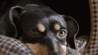 Coco, el perro varado en Ezeiza 20220526