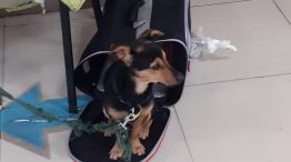 Coco, el perro varado en Ezeiza 20220526