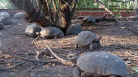 Es la especie terrestre más grande de la Argentina.