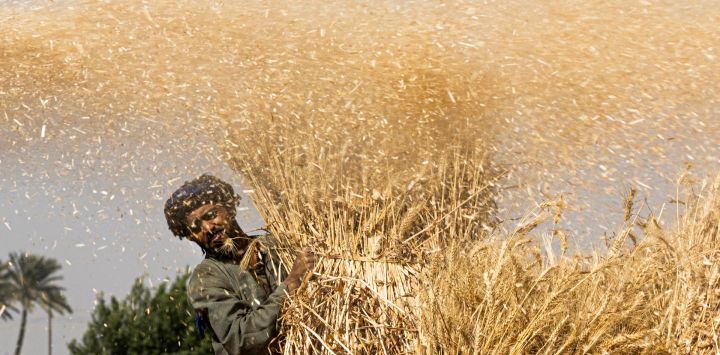 Un agricultor egipcio participa en la cosecha de trigo en el pueblo de Bamha, en la provincia de Giza, a unos 60Km al sur de la capital.