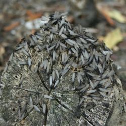 Las termitas de madera seca, o Kalotermitidae, a menudo se consideran primitivas porque se separaron de otras termitas hace unos 100 millones de años