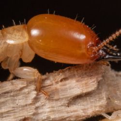 Los especialistas recolectaron cientos de muestras de termitas de madera seca de todo el mundo durante tres décadas.
