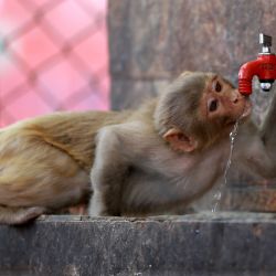 Imagen de un mono bebiendo agua de un grifo durante un día caluroso, en las afueras de Jammu, capital de invierno de Cachemira, administrada parcialmente por India. | Foto:Xinhua/Str