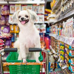 Crece el mercado de productos para mascotas | Foto:Shutterstock