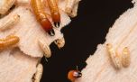 ¡Para el Guinness!: Una familia de termitas realizó más de 40 viajes transoceánicos en los últimos 50 millones de años