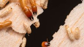 Es la segunda familia más grande de esta especie de cucaracha que se separó de otras hace unos 150.000.000 de años