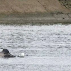 La orca macho lleva dos semanas varada en el Sena.