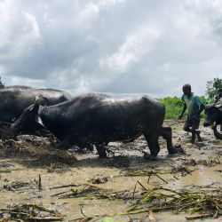 Imagen de agricultores y búfalos trabajando en los campos de arroz durante la temporada de cultivo de arroz, en Kaduwela, en los suburbios de Colombo, Sri Lanka. | Foto:Xinhua/Ajith Perera