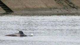 La orca macho lleva dos semanas varada en el Sena.