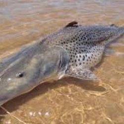 El gigantesco pez fue capturado en el río Paraná, en el norte de Corrientes.