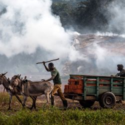 Dos hombres caminan con un carro tirado por un burro que lleva ladrillos hacia una zona de procesamiento de oro donde se queman piedras ricas en minerales para que se sequen y sean procesadas en Nyarugusu, región de Geita, Tanzania. | Foto:LUIS TATO / AFP