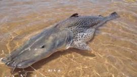 El gigantesco pez fue capturado en el río Paraná, en el norte de Corrientes.