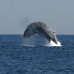 La ballena de aleta es una especie en peligro de extinción.