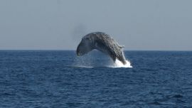 La ballena de aleta es una especie en peligro de extinción.