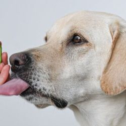 La harina de palta puede aumentar el contenido de fibra de la comida para perros sin generar problemas de salud”, 