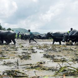 Imagen de agricultores y búfalos trabajando en los campos de arroz durante la temporada de cultivo de arroz, en Kaduwela, en los suburbios de Colombo, Sri Lanka. | Foto:Xinhua/Ajith Perera