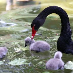 Un cisne negro cuida de los cisnes recién nacidos en el Parque de los Cisnes en Ankara, Turquía. | Foto:ADEM ALTAN / AFP