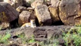 Indira nació en el año 2018 en el Parque Nacional Iguazú.