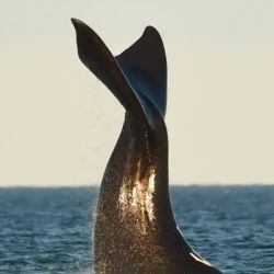 Por temporada llegan un promedio de 1.000 ballenas a Puerto Madryn.