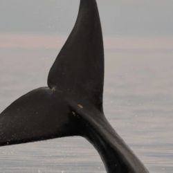 Las ballenas francas australes arriban cada año a las costas de Puerto Madryn para cumplir con un nuevo ciclo de reproducción: 