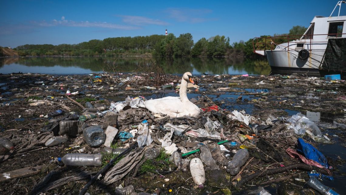 A swan makes a nest out of plastic trash near a sewage drain on the Danube river bank close to downtown Belgrade, Serbia, on April 18, 2022. A world severely blighted by plastic pollution is on track to see the use of plastics nearly triple in less than four decades.