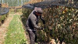 Finca La Anita es una bodega boutique de Agrelo, en Mendoza.