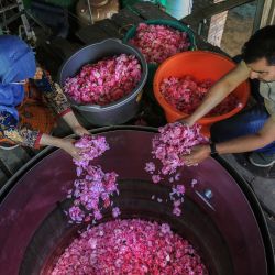 Trabajadores colocan rosas en una unidad de destilación para extraer aceite de rosas en el Instituto Indio de Medicina Integrativa, en el distrito de Pulwama. | Foto:Xinhua/Javed Dar